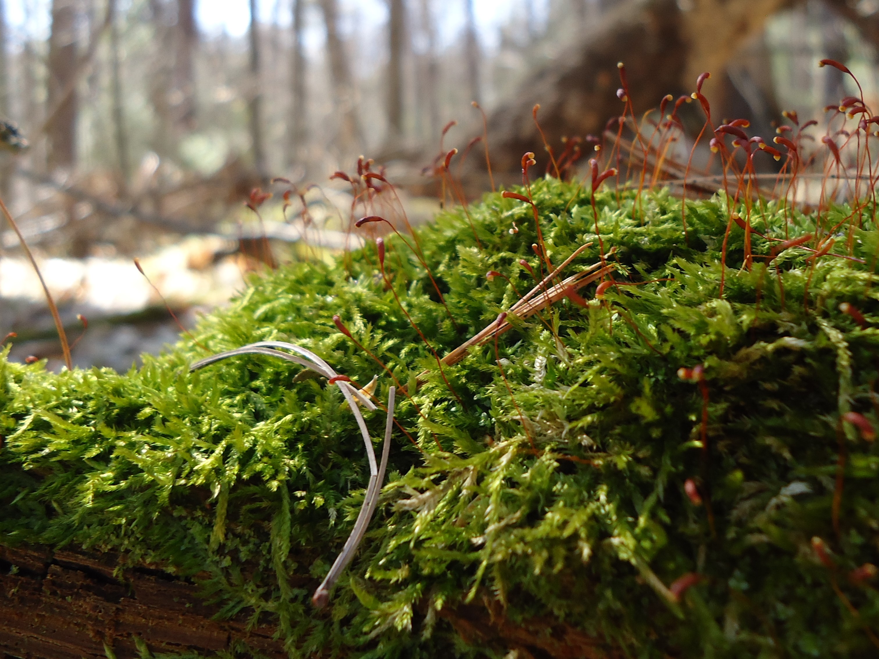 bryology-mosses-liverworts-cmrobillard